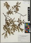 Foto von Salix arbusculoides Andersson